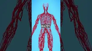 TWOJE NACZYNIA KRWIONOŚNE OKRĄŻĄ ZIEMIĘ&hellip; KILKA RAZY 😱🩸