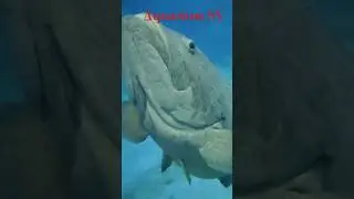 Вроцлав Океанариум Канал Мозамбика. Гигантский Группер 27.07.2024 #4k #video #super #aquarium #fish