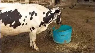 Best Cow sense you will see in this vedeo