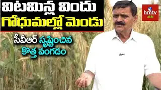 ప్రకృతి పద్ధతుల్లో ప్రయోగాల సాగు | Chintala Venkat Reddy | hmtv Agri