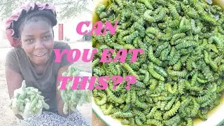 Mopane worms harvest in Namibia will shock you #namibianyoutuber namibian youtuber