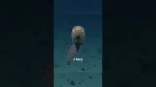 The Faceless Fish | Faceless Cusk