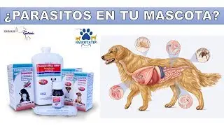 ¿Como elegir el desparasitante más adecuado para tu mascota?