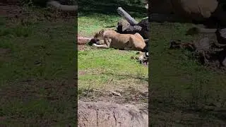 Amazing lioness relaxing in the sun so cool