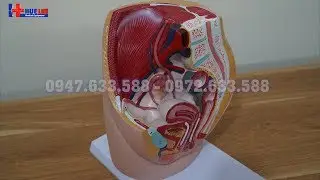 Mô Hình Cấu Tạo Cơ Quan Sinh Dục Nữ Và Tầng Sinh Môn