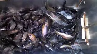 2/13/20 STOCKING SIERRABOWS & TROPHY TROUT & AT SANTA ANA RIVER LAKES