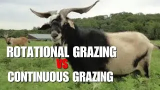 Rotational Grazing vs Continuous Grazing Which is BEST for&nbsp;Your&nbsp;Goats