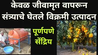 केवळ जीवामृतच्या वापरावर विक्रमी संत्रा उत्पादनाचा यशस्वी प्रयोग. मो.9922381436