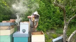 Apicoltura: sciame raccolto e travasato