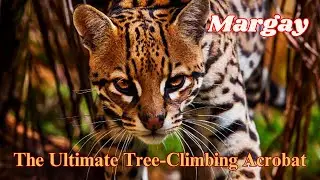 The Incredible Margay: Nature&rsquo;s Tree-Climbing Acrobat &ndash; A Master of the Jungle 4k video