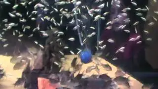 Gold Tetra - Pier Aquatics