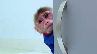 Naughty baby monkey