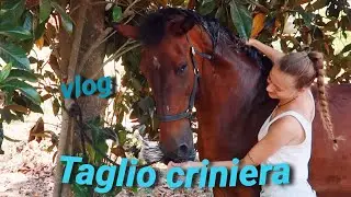 LAVO E TAGLIO LA CRINIERA ALLA MIA CAVALLA | VLOG in maneggio | Sara Aventino