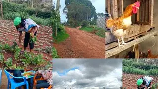 Back to my Village from the City🤔😲|Rural Life in Kenya|Africa|Home|Beautiful