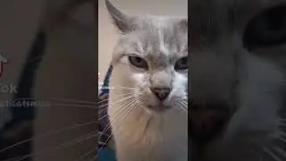 The master of... #gatos #cats #neko #pets #catlovers #petlover #catshorts