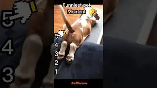 Cute Pet Turns Into Comedy Star 😂