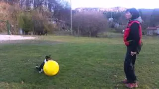 Treibball Training Moustic, Ghighi & Kookie!