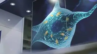 Dr. Russell Swerdlow describes Accera&rsquo;s use of ketone bodies