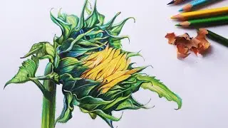 Realistic Sunflower Drawing in Color Pencils | How to draw a Sunflower | Flower Drawing