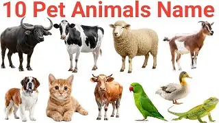 🐕10 Pet Animals Name for Kids | पालतू जानवर के नाम | Easy Learn Pet Animals | Pet Animals Vocabulary