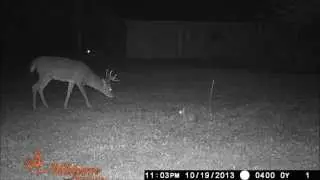 Pictures and video from my wildgame 8 megapixel camera