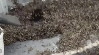 Mayhem in Ohio as swarms of mayflies invade small town