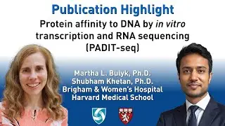 PADIT-seq: Protein affinity to DNA by in vitro transcription and RNA sequencing