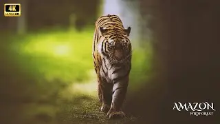 Amazon 4K - Wildlife Wonders in Ultra High Definition