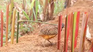 make amazing bird trap for catching the quail bird in the forest