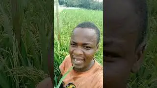 The best bird trap for your Rice Field
