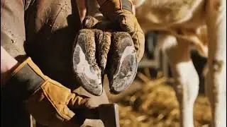 White Cow Hoof Cleaning & Trimming | Educational Video | Animal Hoof TV