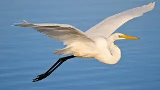 Great Egret | Common Egret | Great White Heron | Graceful Large Bird Wading in the Water & Flying