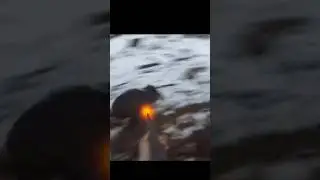 Puissant feu sur un sanglier &agrave; courte port&eacute;e #Chasse #ChasseAuSanglier #Sanglier #ChasseFran&ccedil;aise