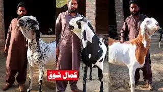 Heavy Weight Amritsari Beetal Makhi Cheena & Ablak Goats Of Usman Bhai Lahore 2022
