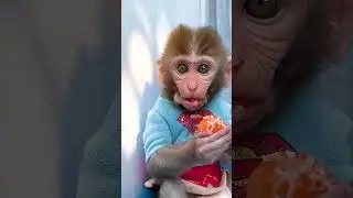 Monkey Baby Bon Bon goes to harvest fruit on the farm