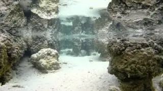 Hamelin Pool Stromatolites - short film of the 'living fossils' living in Shark Bay W Australia