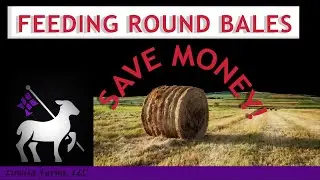 Feeding Sheep Round Bales Without the Mess!