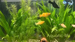 All Natural Aquatic Life🐠 5 min continuous shot #guppy #mollyfish #neontetras #platty