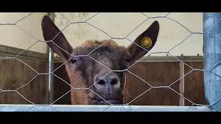 Gli Animali della Fiera di San Biagino di Pietrasanta 2026 (di Andrea Del Giudice)