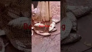Most popular cast net fishing video in my pond #fishing #fish #foryou #fyp #short #shortvideo