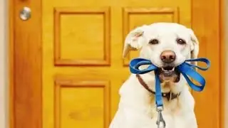 Let's fresh your mind|| Cute dog's video|| relaxing sound||free video||non copyright