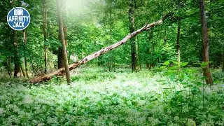 Affinity Photo - märchenhafter Orton Effekt im Wald | verschiedene Methoden