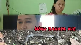 BAHAYA RUMAH KEMASUKAN ULAR KOBRA GEDHE SAMPAI NYEMBUR NYEMBUR