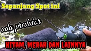 Mancing Casting Kerapu dan Mangrove Jack di Muara