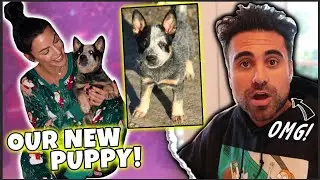 WE GOT A PUPPY! My roommate was mad...