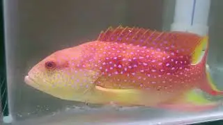 Lyertail goruper Rare 😜😉 ! Marine Monster tank super fish erukum we do Monster setting package 