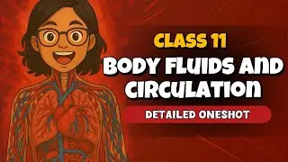 Class 11 Body Fluid and circulation Detailed Oneshot ⚡️