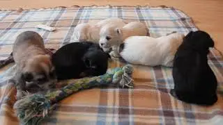 Cotonese Mix Puppy Playtime