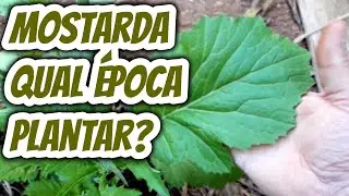Qual &eacute; a melhor &eacute;poca do ano para plantar mostarda? Em que data m&ecirc;s fazer o plantio e cultivar?