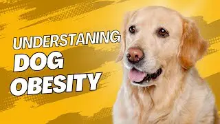 The Hidden Dangers of Dog Obesity || Dog Works Radio